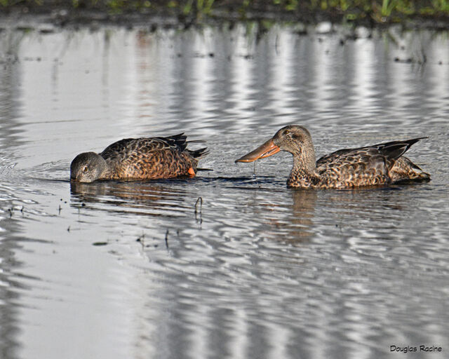 Northern Shoveler