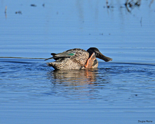 Northern Shoveler