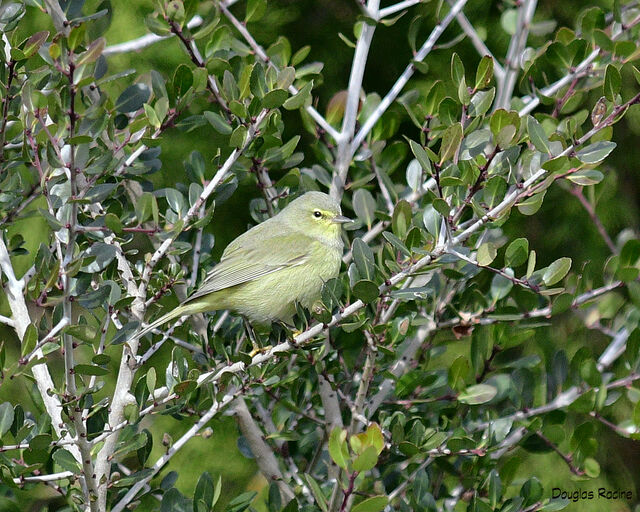 Orange-crowned Warbler