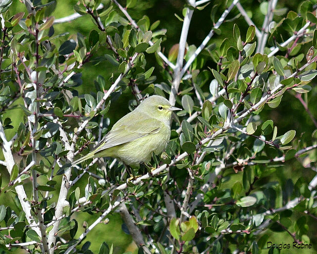 Orange-crowned Warbler