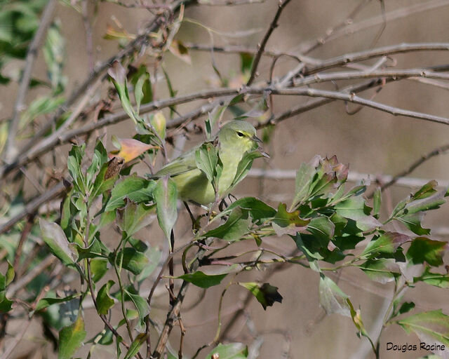 Orange-crowned Warbler