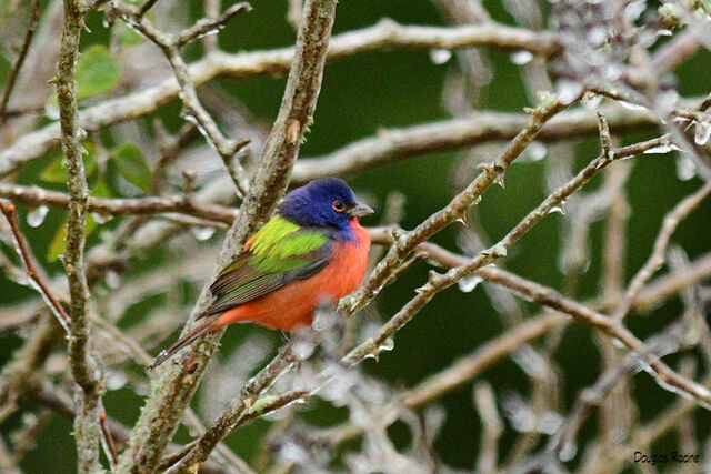 Painted Bunting