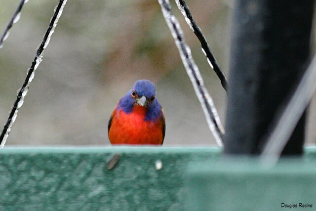 Painted Bunting