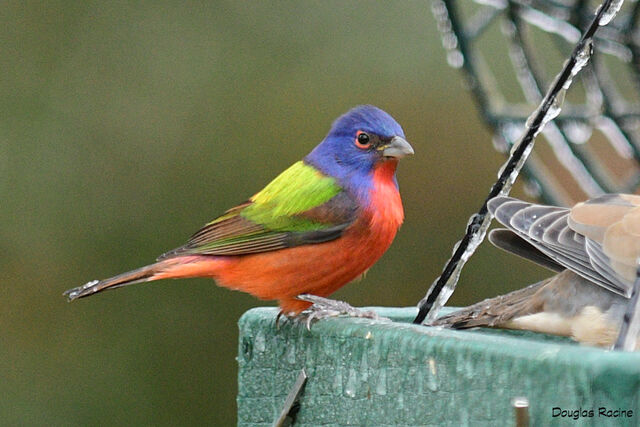 Painted Bunting