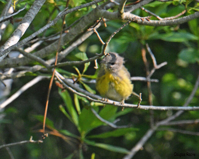 Prairie Warbler