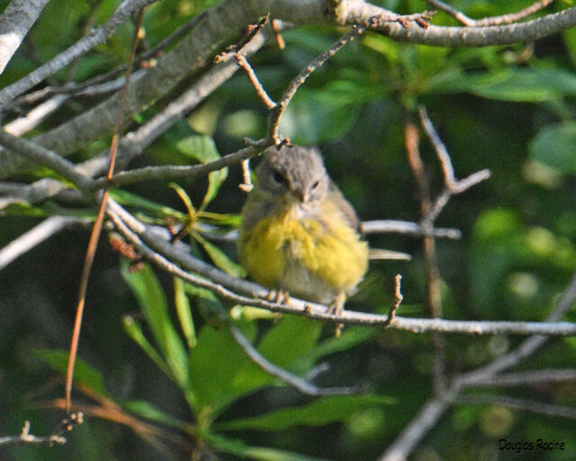 Prairie Warbler