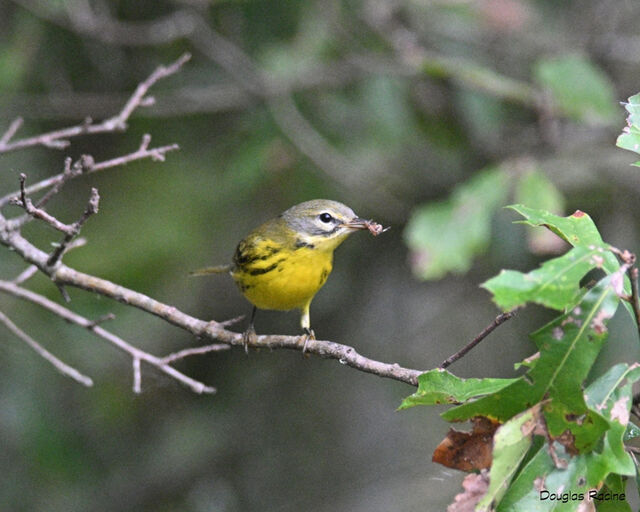 Prairie Warbler