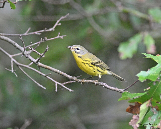 Prairie Warbler