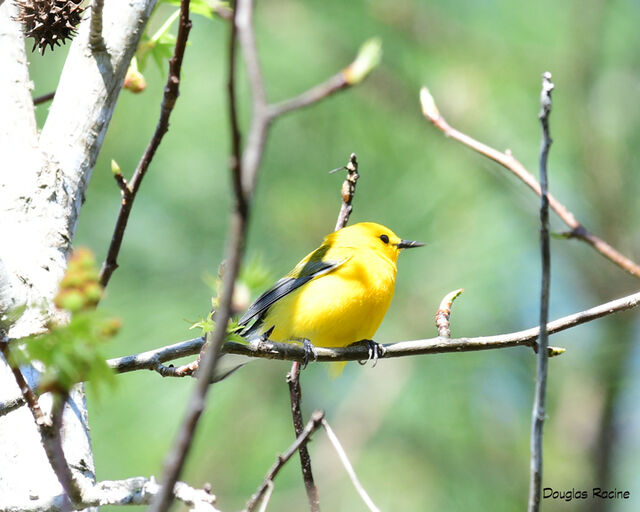 Prothonotary Warbler