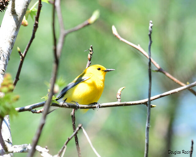 Prothonotary Warbler