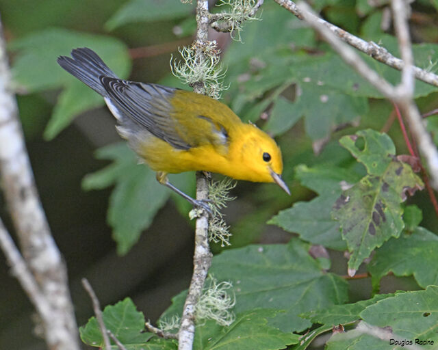 Prothonotary Warbler