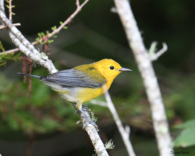 Prothonotary Warbler