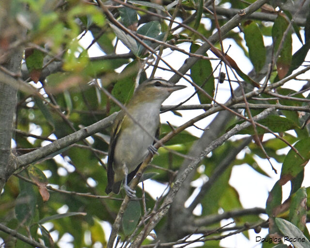 Red-eyed Vireo