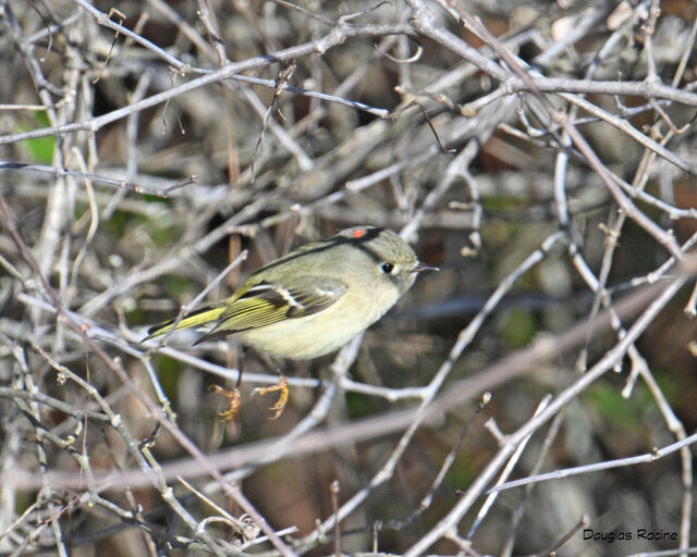 Ruby-crowned Kinglet