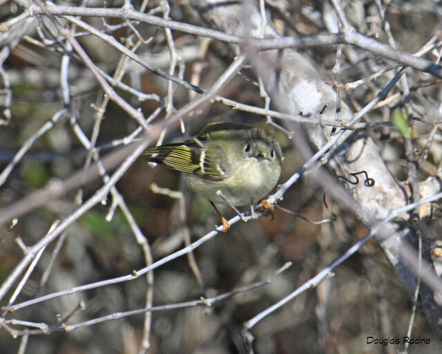 Ruby-crowned Kinglet