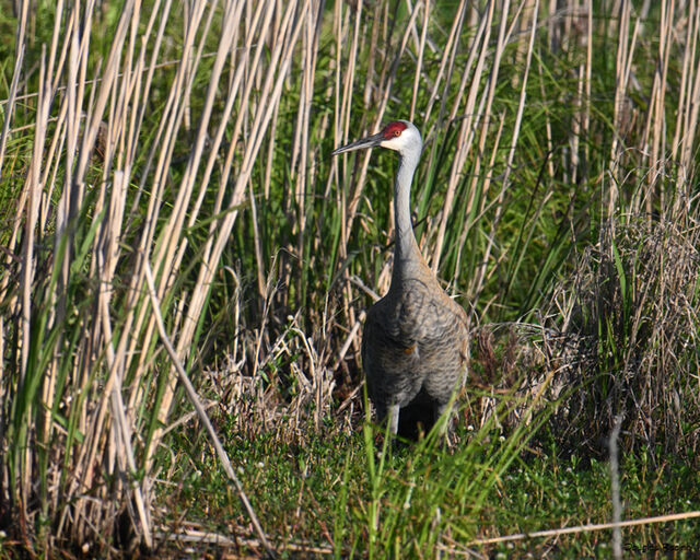 Sandhill Crane