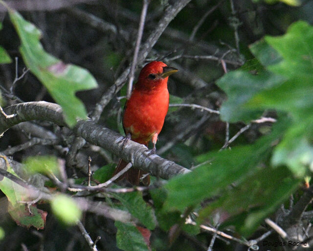 Summer Tanager