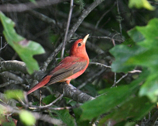 Summer Tanager