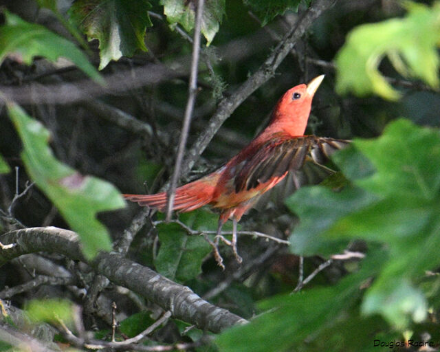 Summer Tanager