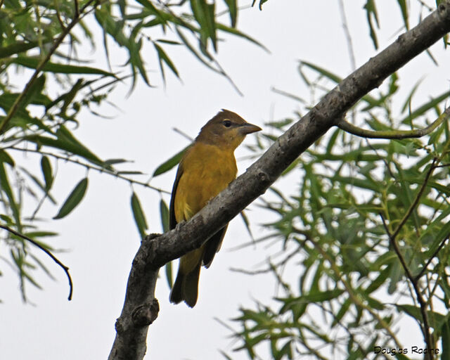 Summer Tanager