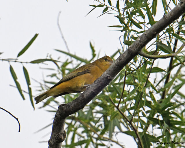 Summer Tanager