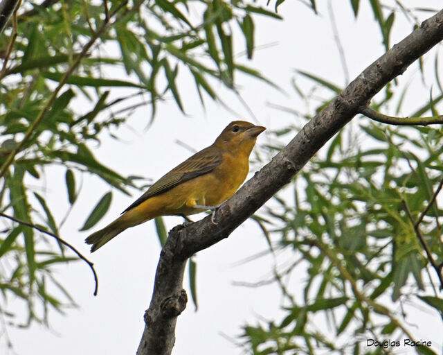 Summer Tanager