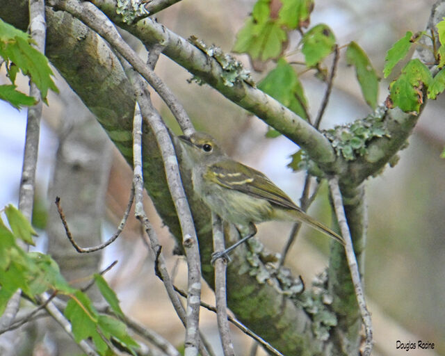 White-eyed Vireo