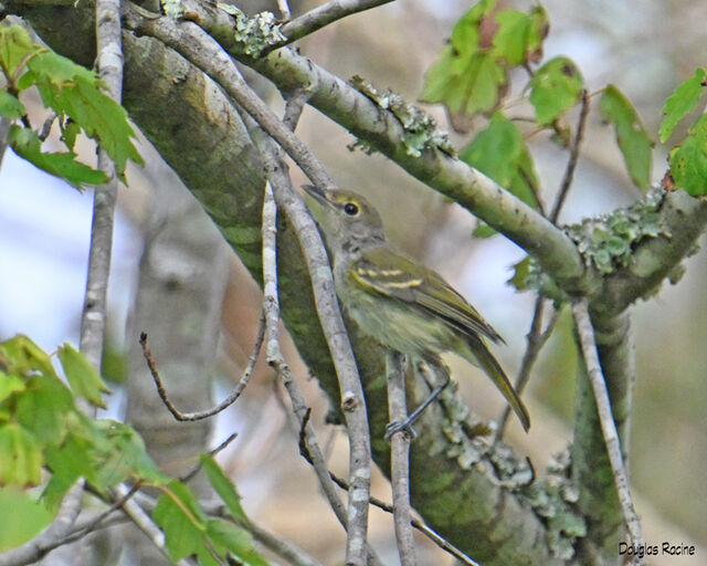 White-eyed Vireo