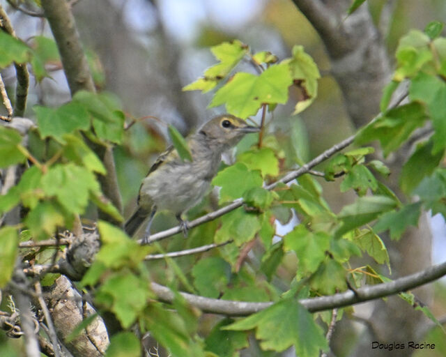 White-eyed Vireo