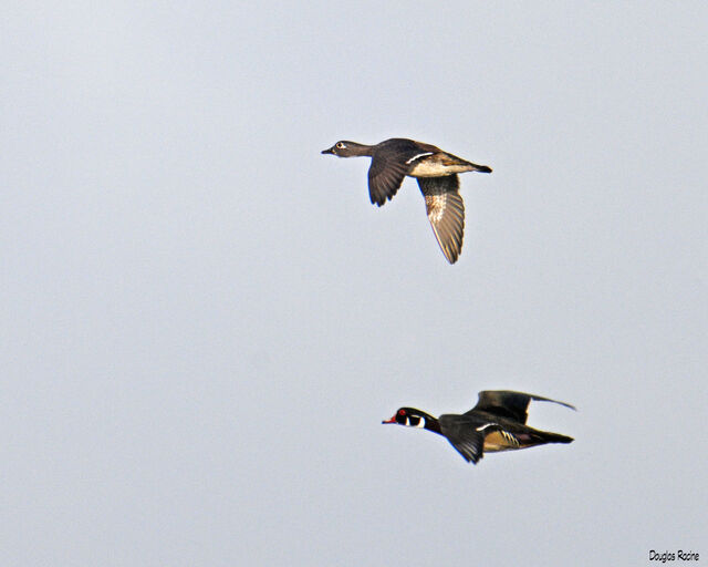 Wood Duck