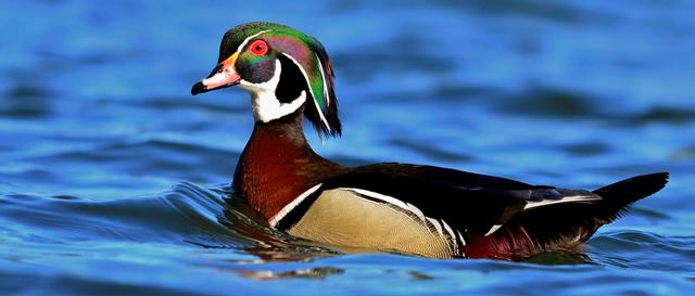 Wood Duck