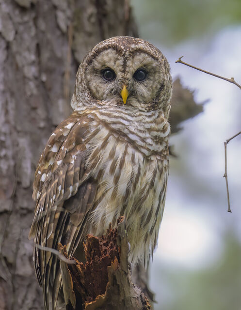 Barred Owl