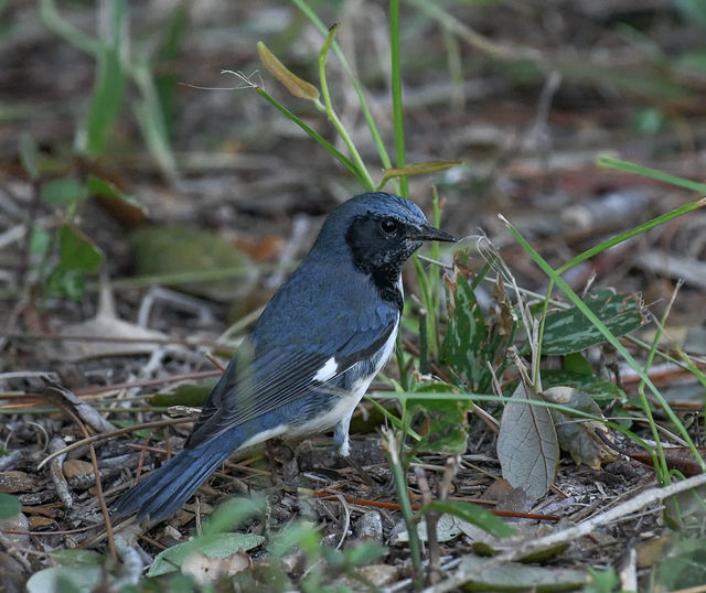 Black-throated Blue Warbler