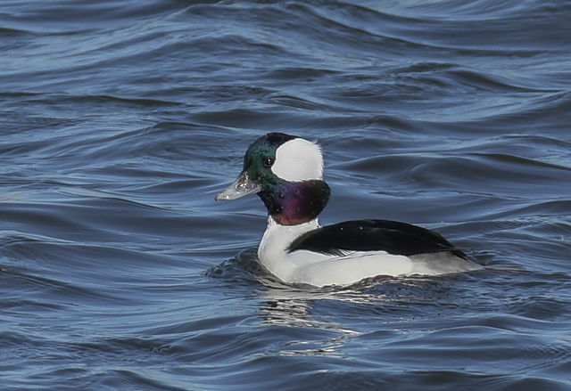 Bufflehead