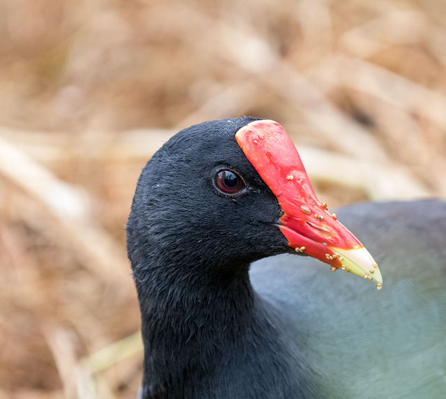 Common Gallinule