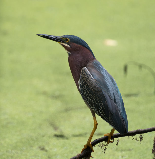 Green Heron