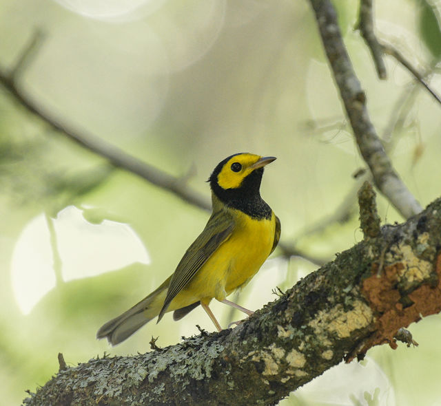 Hooded Warbler