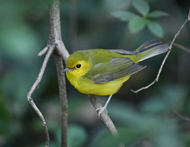 Hooded Warbler