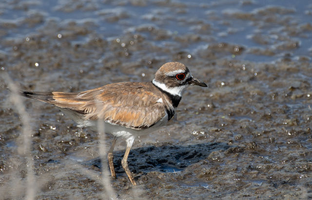 Killdeer