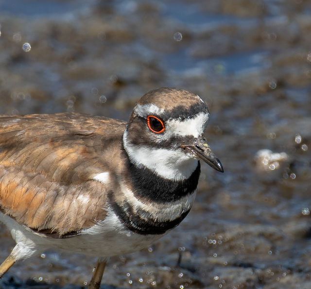 Killdeer