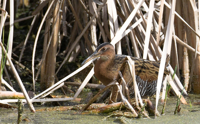 King Rail