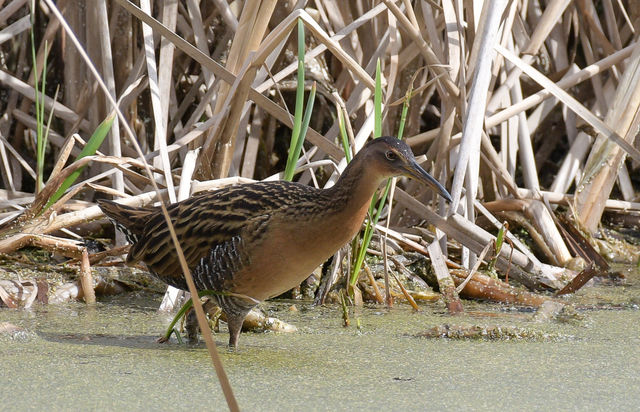 King Rail