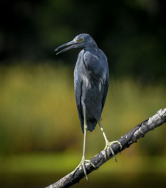 Little Blue Heron