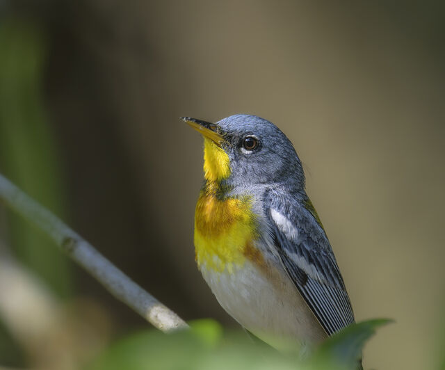 Northern Parula