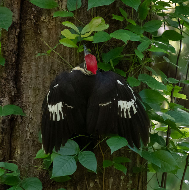 pileated woodpecker stuffed animal