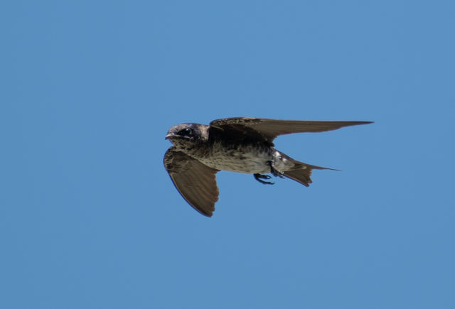 Purple Martin