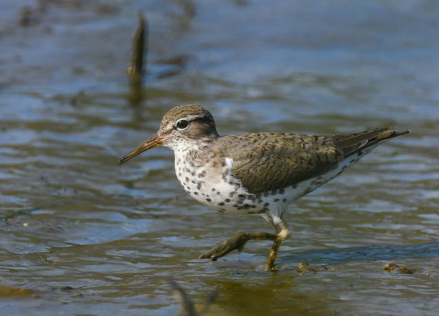 Spotted Sandpiper