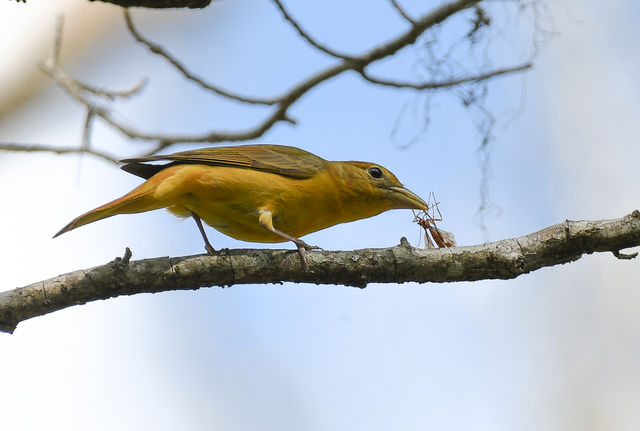 Summer Tanager