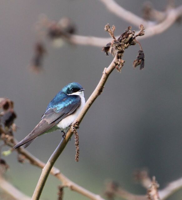 Tree Swallow