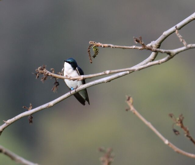 Tree Swallow